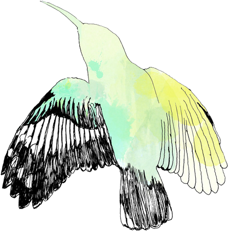 Sai Tutorials - Transparent Tumblr Bird (500x556)