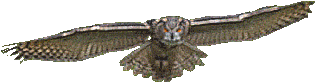 Gif * Mine Owl Transparent Samanther Â€¢ - Owl Transparent Background Gif (500x282)