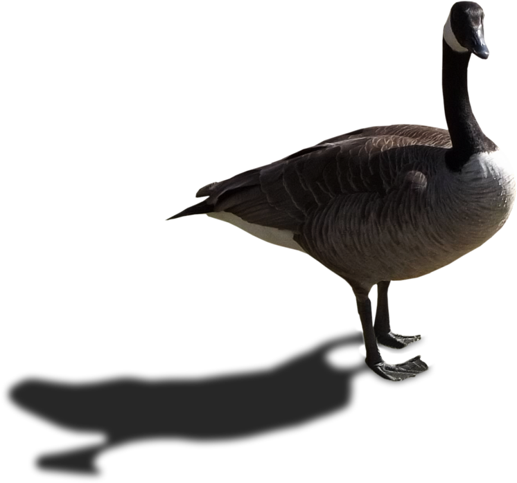 Domestic Goose (800x800)