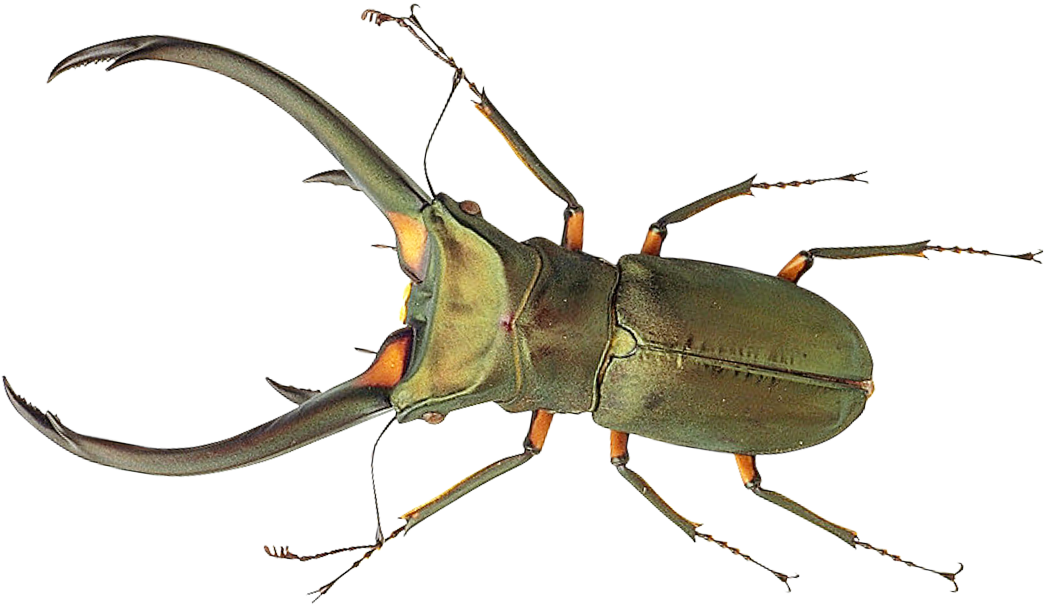 Bug Png Transparent Image Pngpix - Bug Png (1130x710)