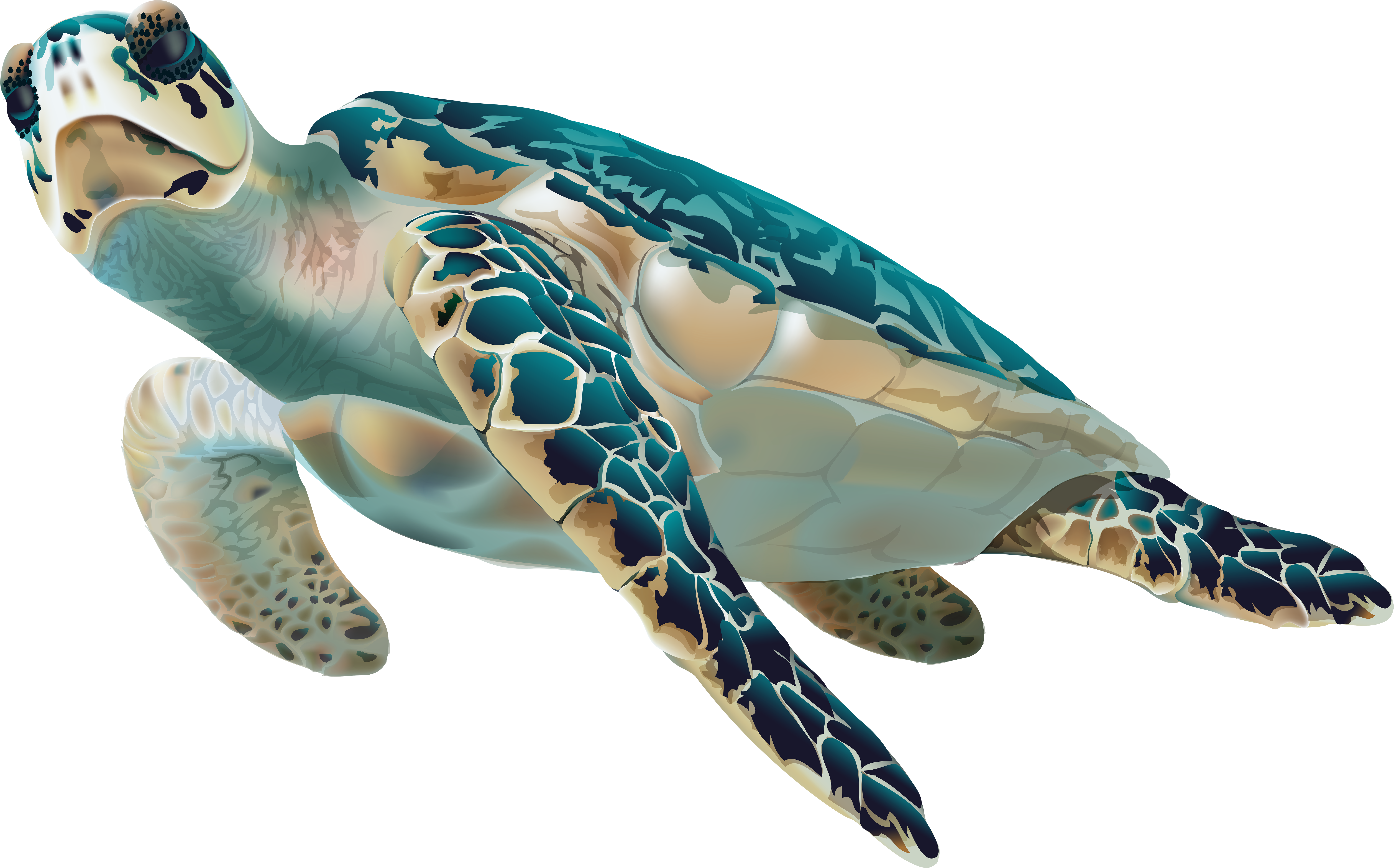The Sea Clipart Transparent - Hawksbill Turtle Clipart (8000x5014)