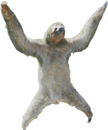 Ok - Transparent Sloths (500x596)