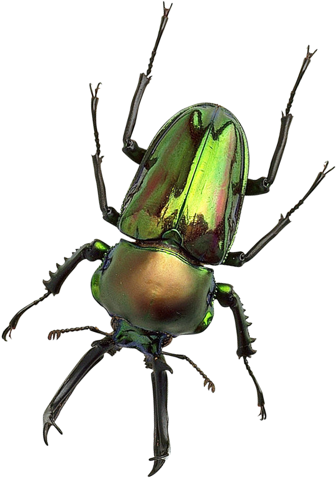 Bug Png Transparent Image Pngpix - Transparent Image Of A Bug (800x1081)