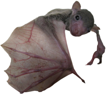 Transparent Transparent Animal Transparent Bat Bat - Bat (500x375)