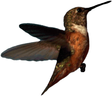 Hummingbirds Images Hummingbirds Wallpaper And Background - Transparent Background Bird Gif (470x367)