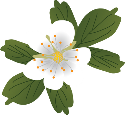 Ian Symbol Sibbaldiopsis Tridentata - Magnoliopsida Drawing (400x366)