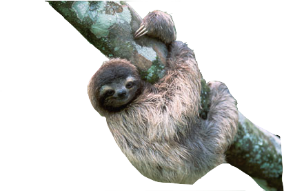 Posted 5 Years Ago With 12 Notes - Tiny Sloth Necklace (460x276)