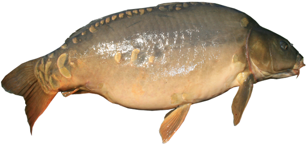 Mirror Carp No Background Transparent Image Fishing - Carp With Transparent Background (624x339)