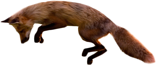 Jumping Fox Transparent Background - Fox Transparent Background (600x350)