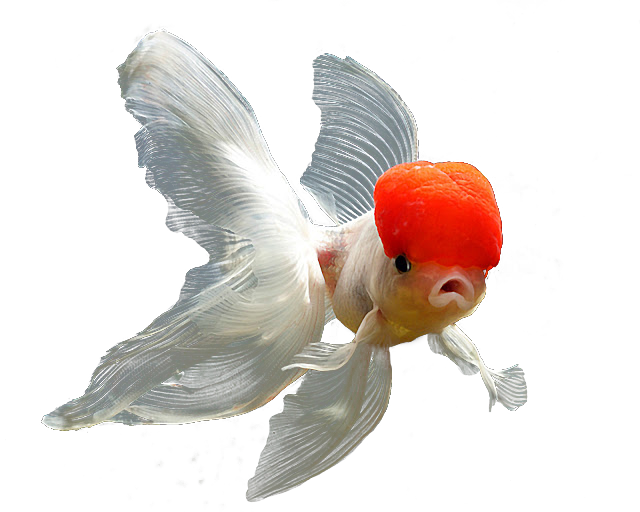 Totally Transparent Transparent Goldfish - Red Cap Oranda (640x512)
