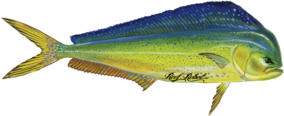 De 013 Fshdec Mahi - Sole (600x258)