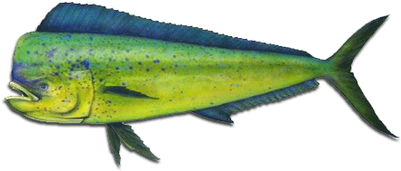Mahi-mahi In Papagayo Fishing Gulf - Game Fish In Hawaii (500x250)