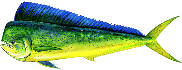 Explore Mahi Fish, Mahi Mahi, And More - Dolphin You Can Eat (600x277)