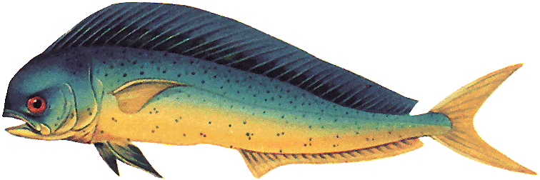 Bahama Fishing Regulations- All The Information You - Fish Are In The Bahama (800x383)