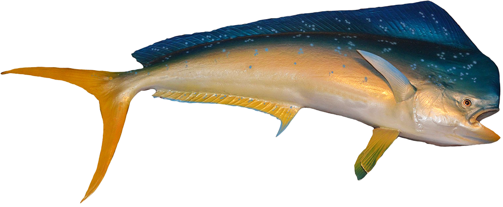 Mahi Mahi Pencil Drawing - Fish With No Background (1063x610)