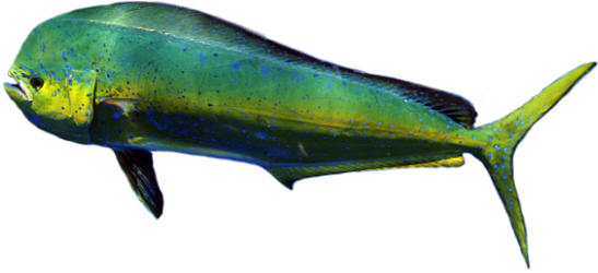 Dolphinfish Cut Out Low Profile - Mahi-mahi (547x250)