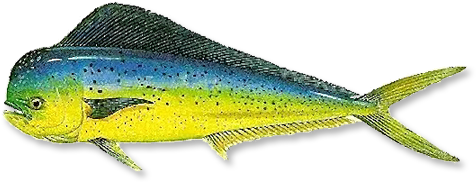 Dolphin - Sand Eel (696x264)