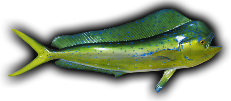 Dolphin Fish Mount And Fish Replicas Coast To Coast - Mahi-mahi (800x350)