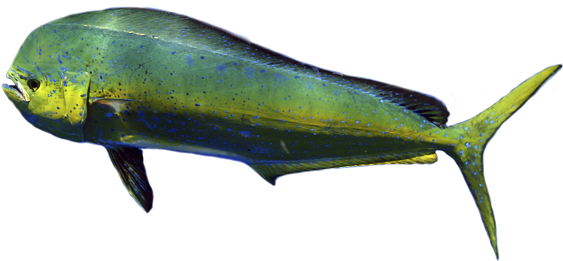 Dolphinfish Cut Out - Mahi-mahi (741x480)