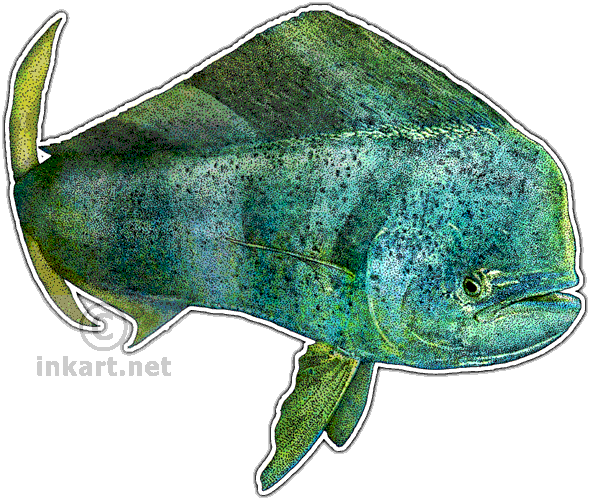 Common Dolphinfish Decal - Drawing (590x500)