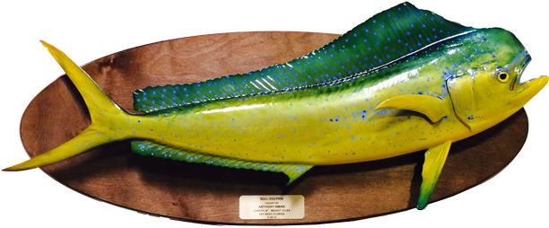 Dorado / Mahi Fish Mount On Wood Plaque - Fish On A Plaque (625x288)