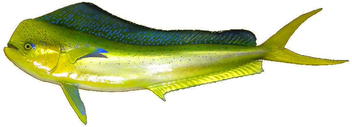 Mahi Mahi For Kids - Billfish (1200x800)