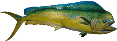 Mahi Mahi - De Pescado De Costa Rica (400x400)
