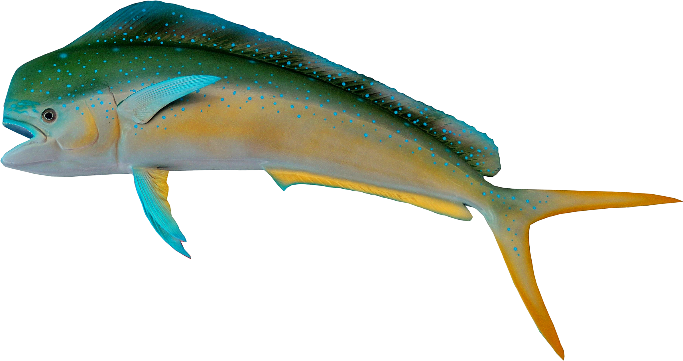 Fish Transparent (2522x1648)