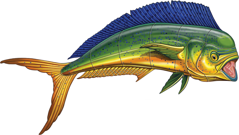 Porc Mm47 18 18"x10" Mahi Mahi Sideview Porcelain Pool - Mahi Mahi Side View (800x454)