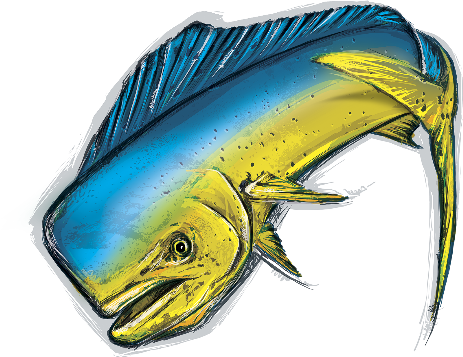 O Dourado Do Mar É Uma Espécie Migradora, Que Vive - Peixe Dourado Do Mar (463x357)