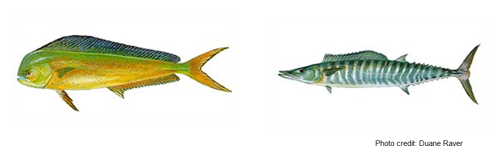 Illustrations Of A Mahi-mahi And Wahoo - Mahi-mahi (979x299)