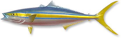 Rainbow Runner - Atlantic Bluefin Tuna (696x264)