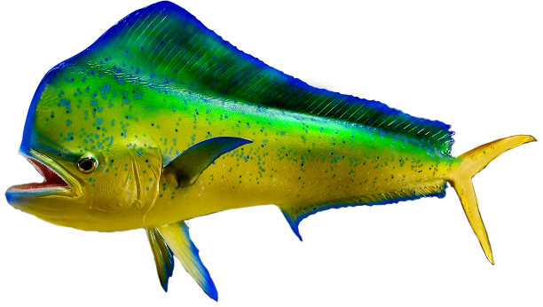 Dolphin Mount - Dolphin (612x346)