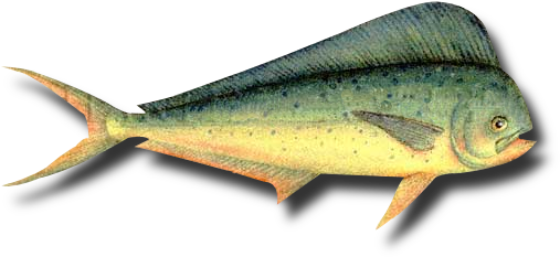 Peixes De Água Salgada - Cutthroat Trout (516x340)