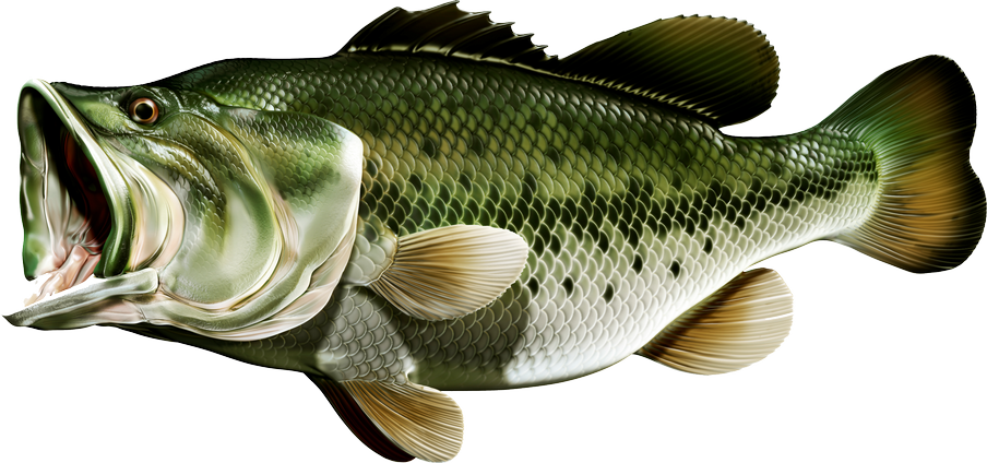 Digital Fish Art - Bait (904x424)