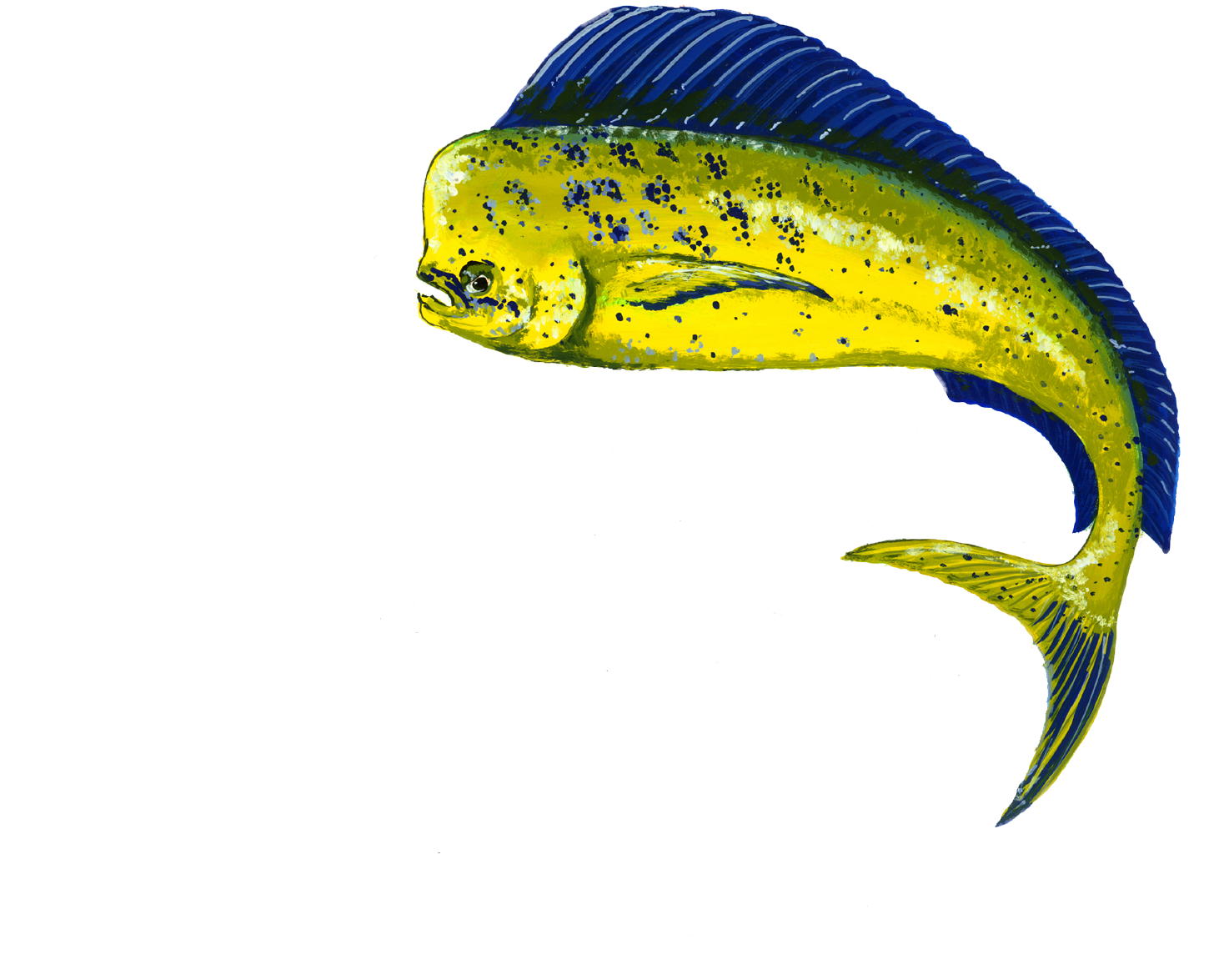 Mahi Mahi (1500x1293)