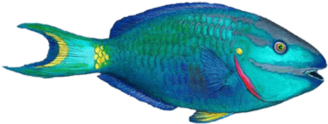 Parrotfish - Walls Of The Wild Combo Fish Pack Overstock! (480x480)