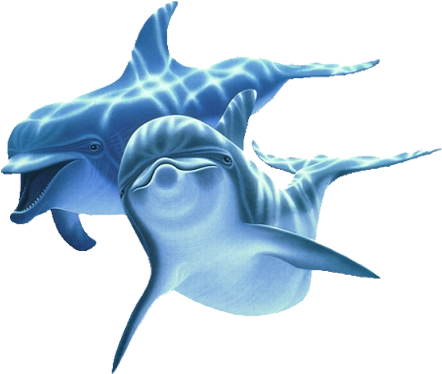 Delfin - Joy Collection Screen Protectors (450x391)