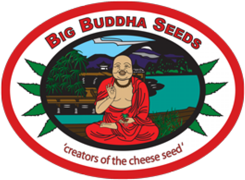 Out Of Stock King Kong Big Buddha Seeds - Big Buddha Seeds (800x800)