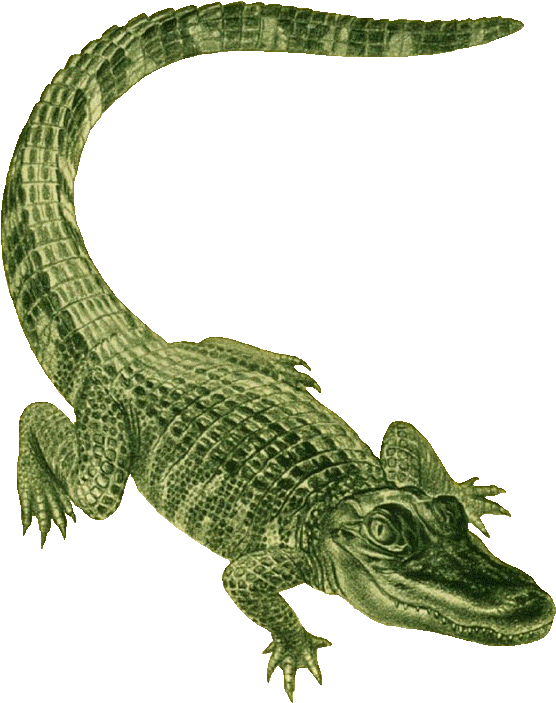 Alligator Clip Art - Alligator Green (575x720)