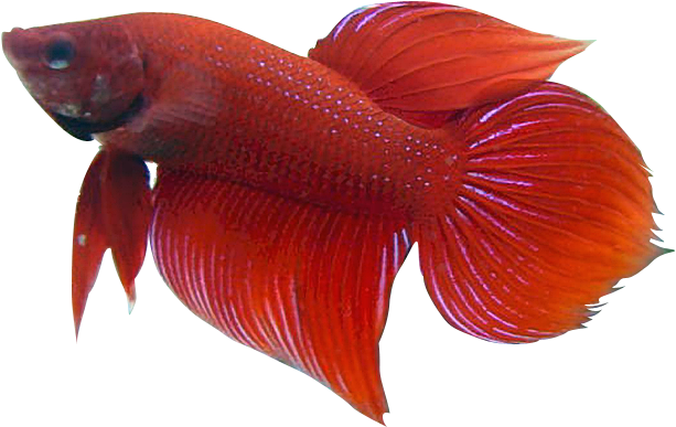 Betta Fish Clip Art - Red Betta Fish Clipart (624x403)