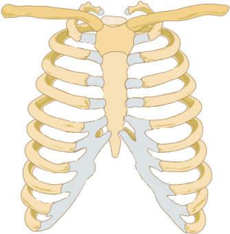 Rib Cage Images Png Images - Ribcage Of A Cat (400x375)