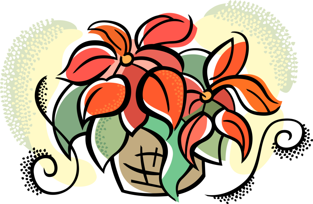 Vector Illustration Of Poinsettia Traditional Christmas - Red (1075x700)