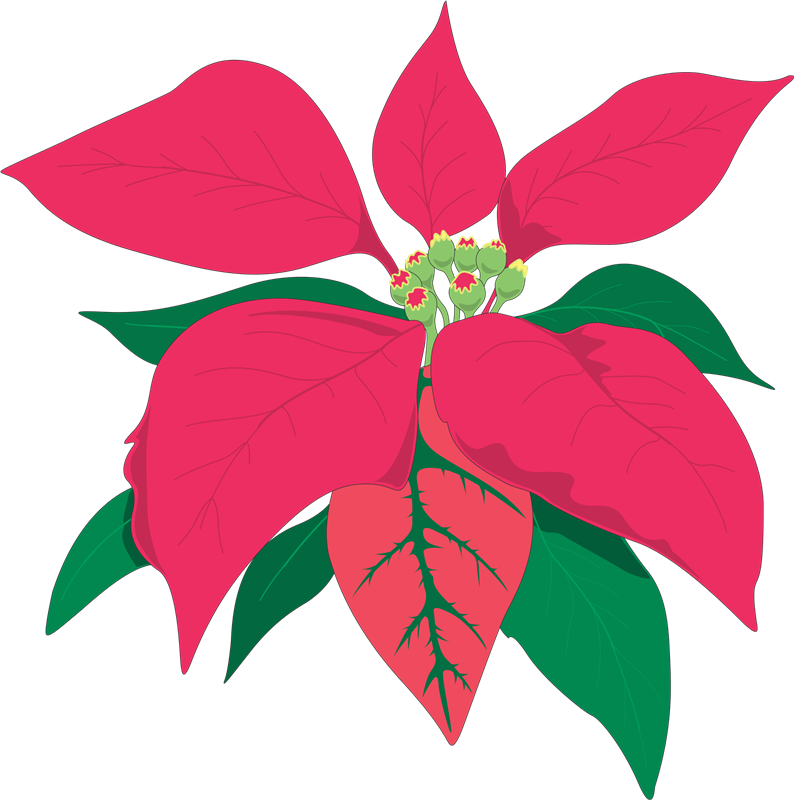Poinsettia Animaatio Flower - Poinsettia (794x800)
