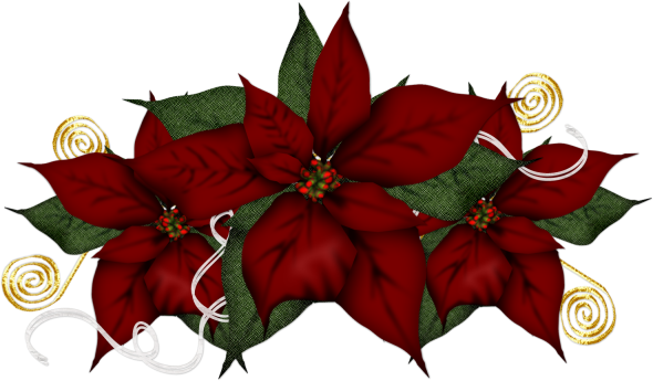 Karácsonyi Csövek - Poinsettia (590x345)