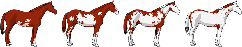The Overo Is A Dark Coloured Horse With White Markings - Mane (1000x200)