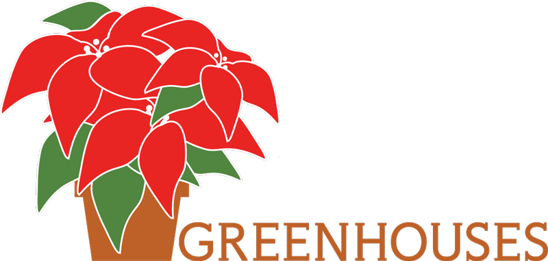 Carolina Poinsettias - Floral Design (800x381)