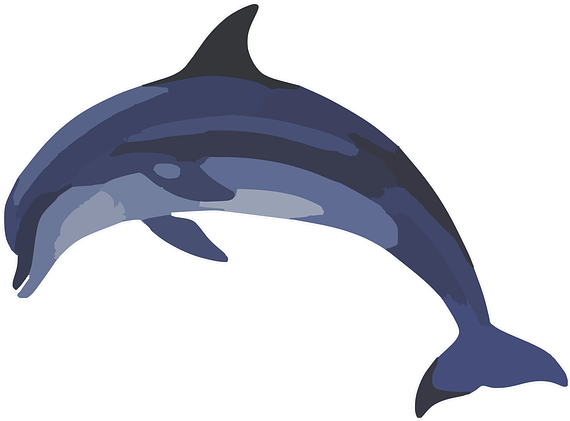 Common Bottlenose Dolphin Common Dolphin Clip Art - Dolphin Graphic (640x507)