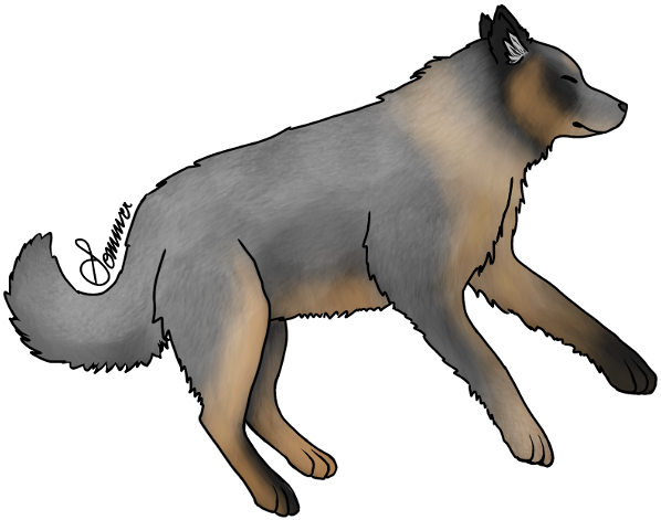 Here's A Little Spot Where We Post The Most Recent - Wolfdog (598x471)