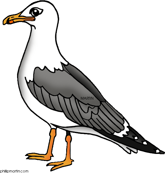 California Clipart - Sea Gull Clipart (594x648)